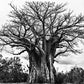 Giant Baobab Tree