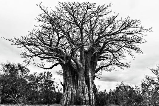 Giant Baobab Tree